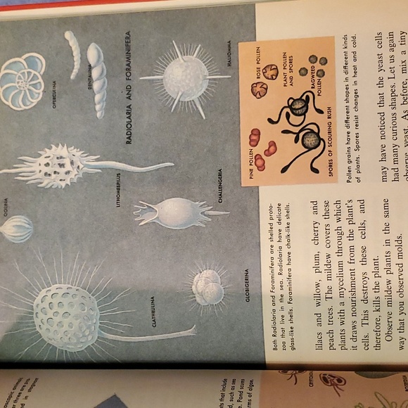 The microscope and what you see - Picture 4 of 4